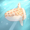 じらふ翻車魚
